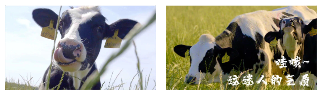 花花牛丨每天一杯奶，幸福健康喝出來?。?！