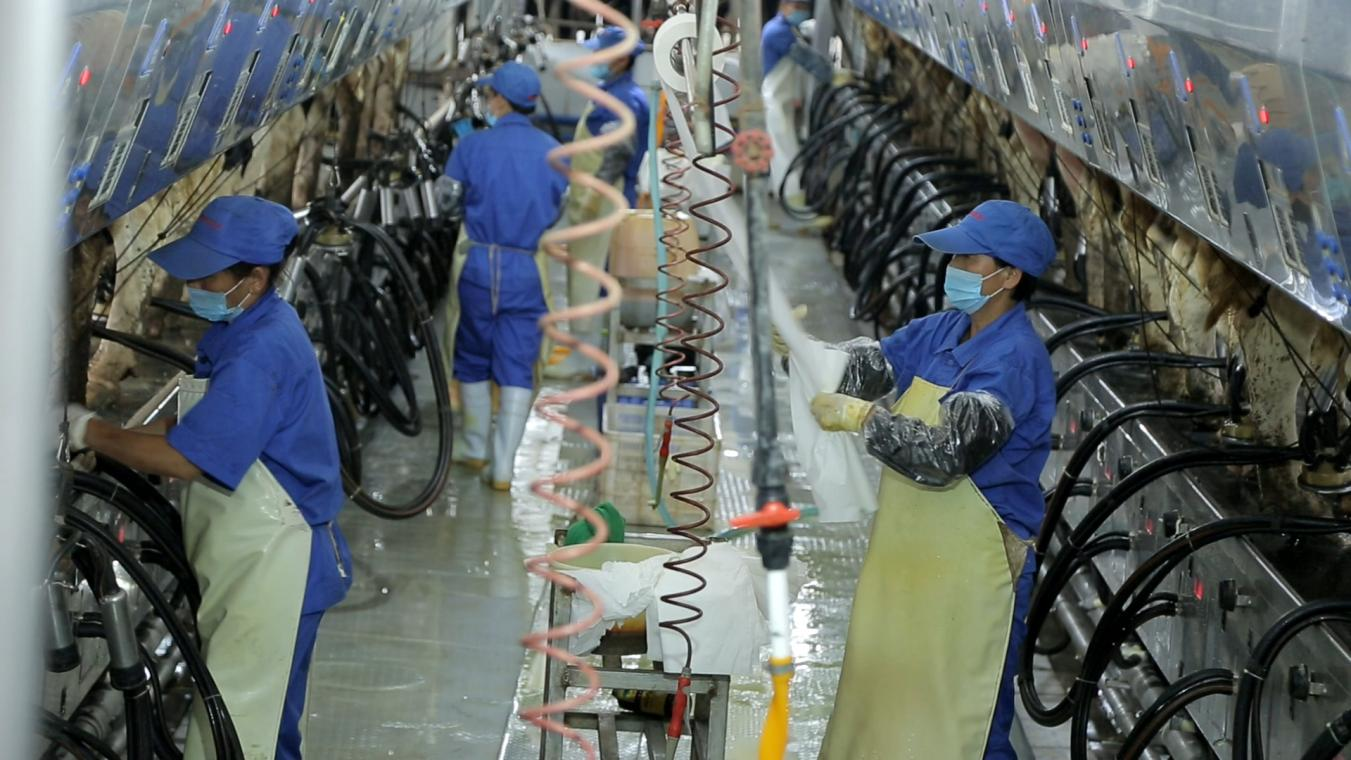 花花牛丨河南農(nóng)業(yè)大學(xué)黨委副書記、校長介曉磊一行蒞臨花花牛河南瑞亞參觀調(diào)研